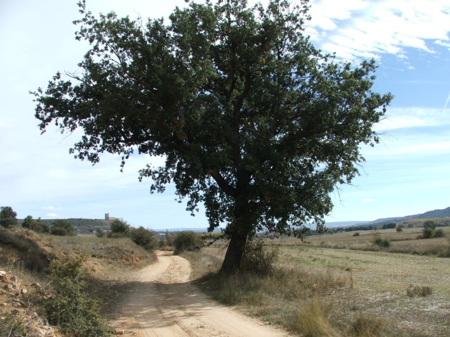 PR-CU 88 Sendero de la Colada del Barranco de la Palancosa