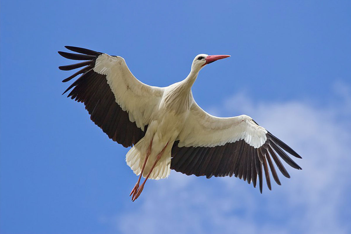Senderos de Cuenca | Senderos Cigüeña