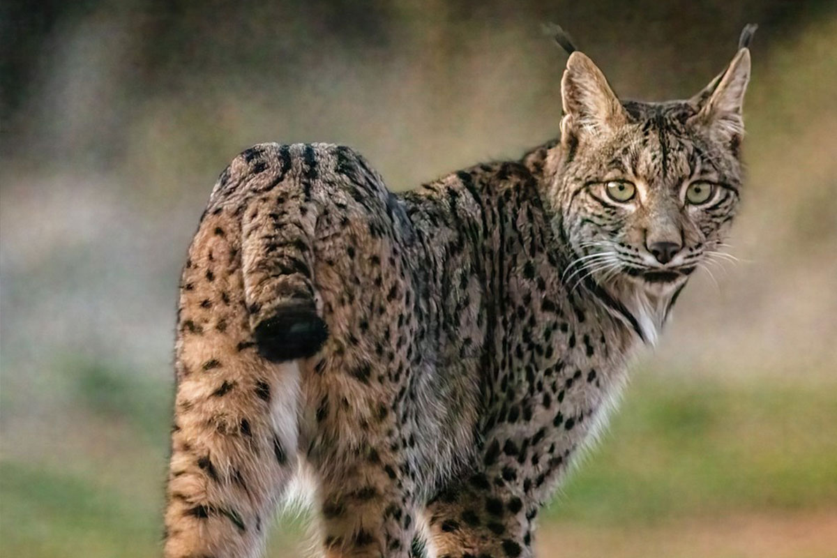 Senderos de Cuenca | Senderos Lince