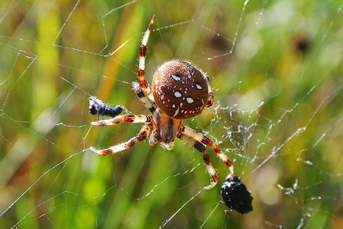 Senderos de Cuenca | Senderos Araña