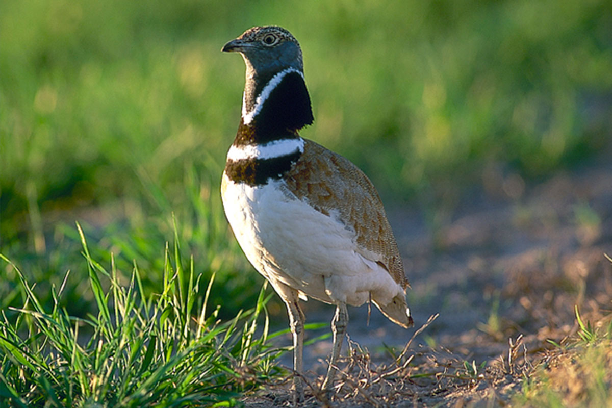 Senderos de Cuenca | Senderos Sisón