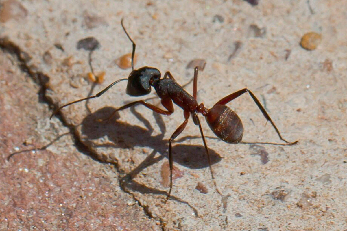 Senderos de Cuenca | Senderos Hormiga